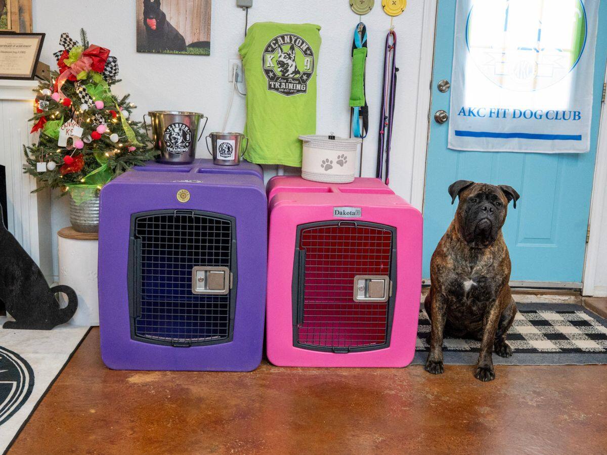 A brindle dog sitting beside purple and pink Dakota crates